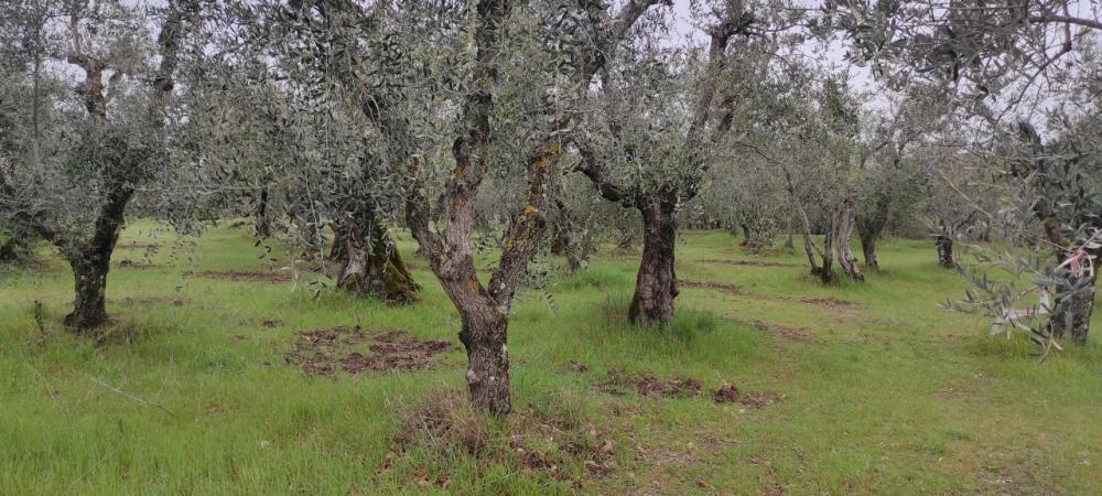 Azienda agricola monolocale in vendita a trequanda - Azienda agricola monolocale in vendita a trequanda