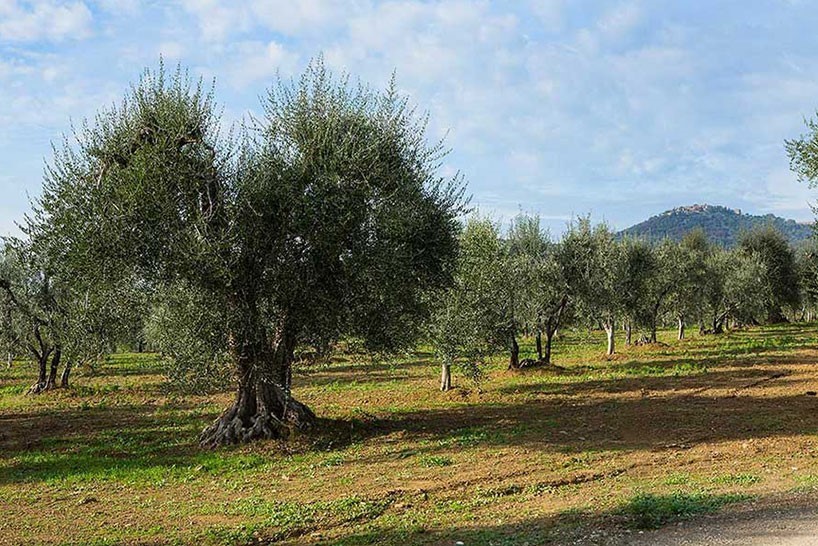 terreno agricolo in vendita a Floridia