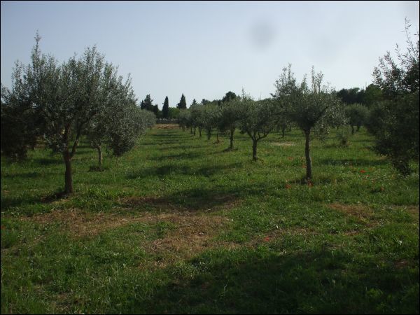 terreno agricolo in vendita a Palazzolo Acreide