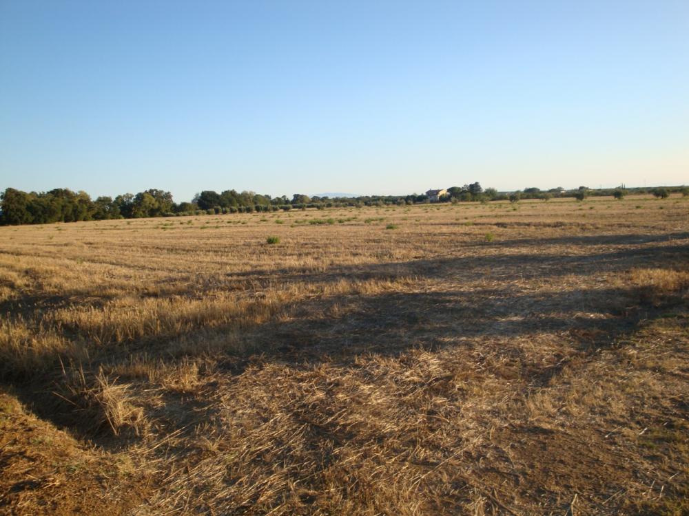 terreno agricolo in vendita a Bibbona