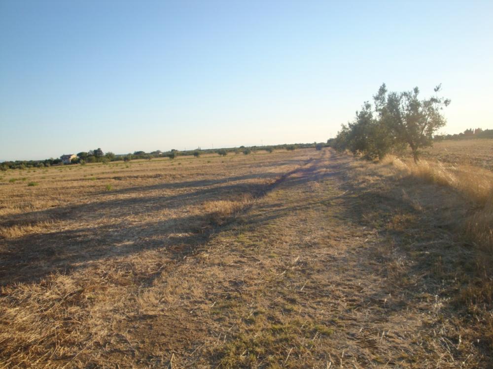 terreno agricolo in vendita a Rosignano Marittimo