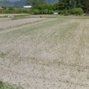 Terreno agricolo in vendita a Pietrasanta