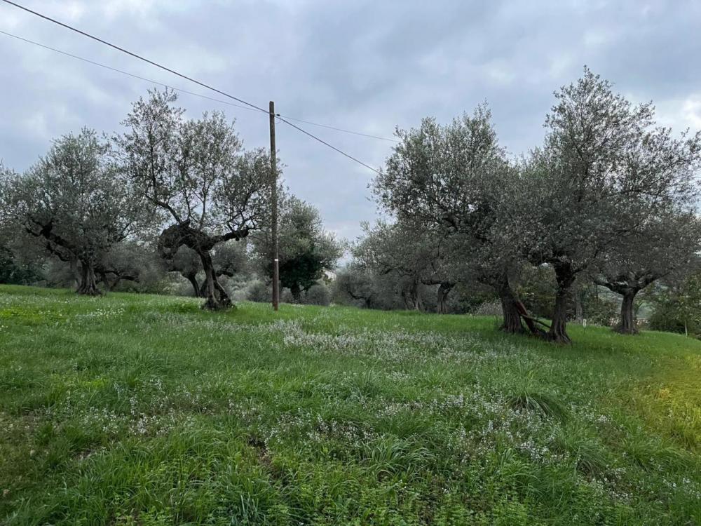 immagine annuncio 1 di 2