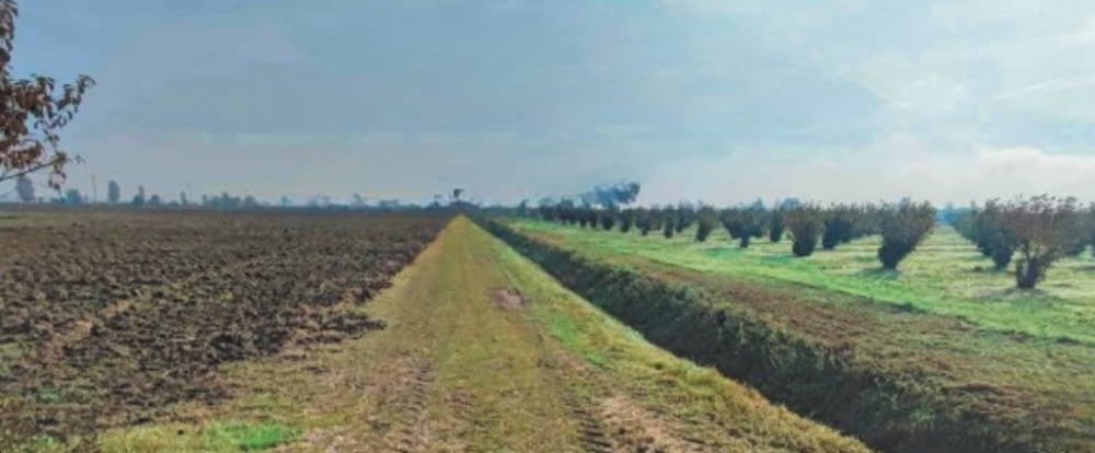 terreno agricolo in vendita a Castelnovo Bariano