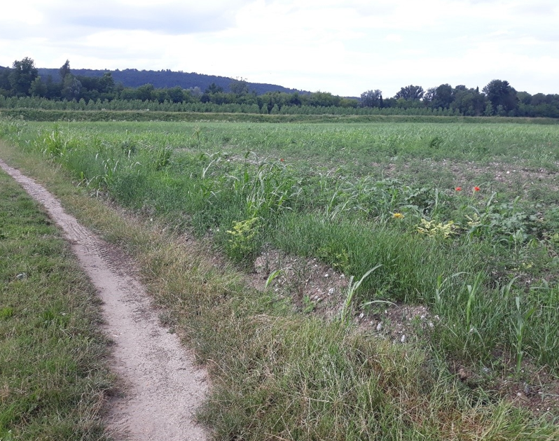 Terreno agricolo monolocale in vendita a farra-d-isonzo - Terreno agricolo monolocale in vendita a farra-d-isonzo