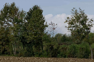 Terreno agricolo monolocale in vendita a pordenone - Terreno agricolo monolocale in vendita a pordenone