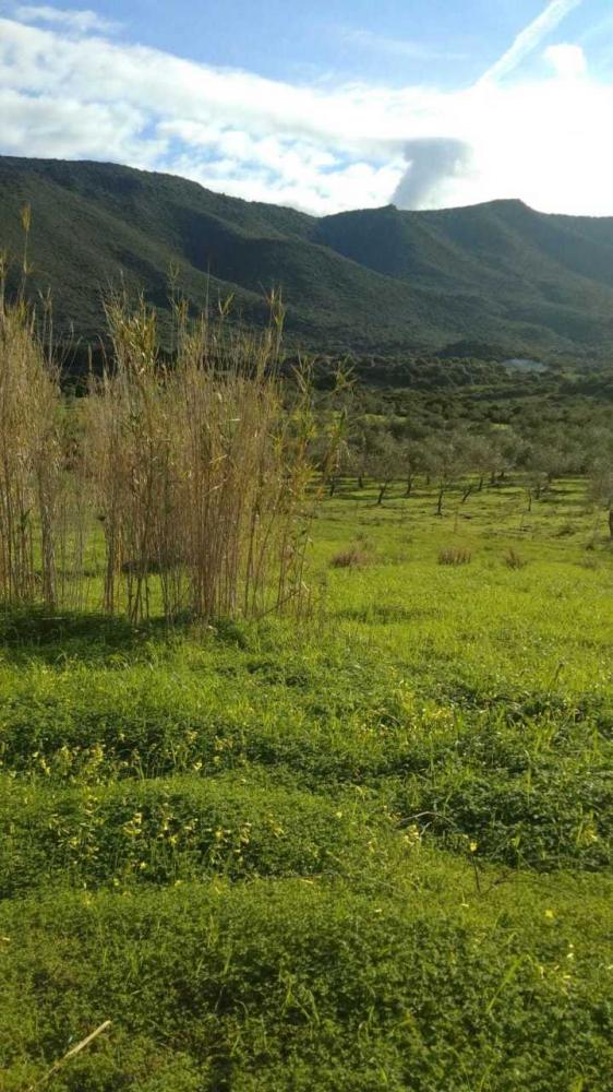 Terreno agricolo in vendita a alghero - Terreno agricolo in vendita a alghero