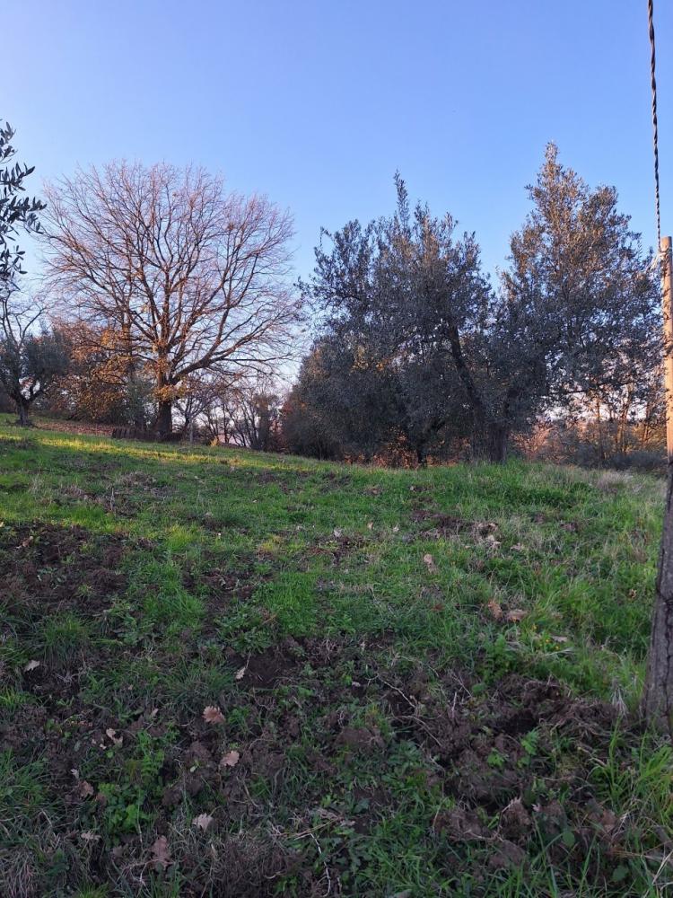 Terreno agricolo in vendita a morlupo - Terreno agricolo in vendita a morlupo