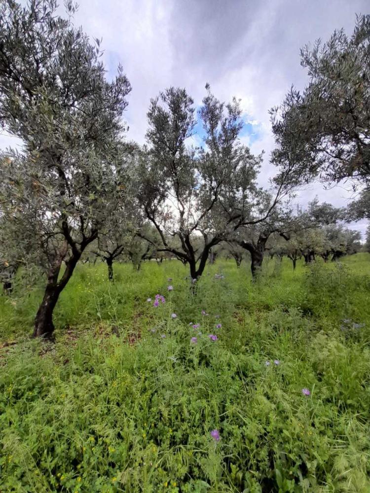 Terreno agricolo bilocale in vendita a lamezia-terme - Terreno agricolo bilocale in vendita a lamezia-terme