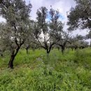 Terreno agricolo bilocale in vendita a lamezia-terme