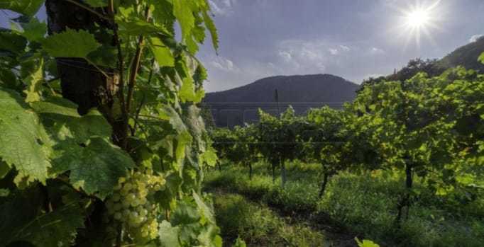 Terreno agricolo in vendita a mazara-del-vallo - Terreno agricolo in vendita a mazara-del-vallo