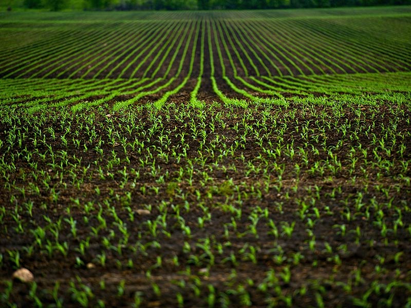 Terreno agricolo in vendita a foggia - Terreno agricolo in vendita a foggia