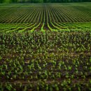 Terreno agricolo in vendita a stornara