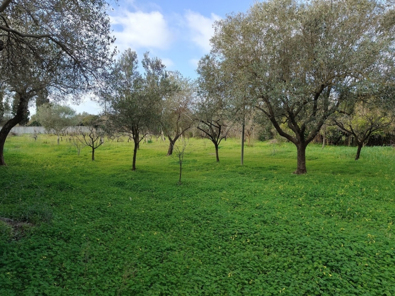 Terreno agricolo in vendita a Alghero - Terreno agricolo in vendita a Alghero