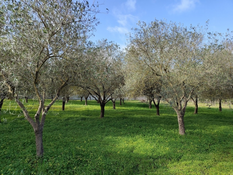 immagine annuncio 1 di 2