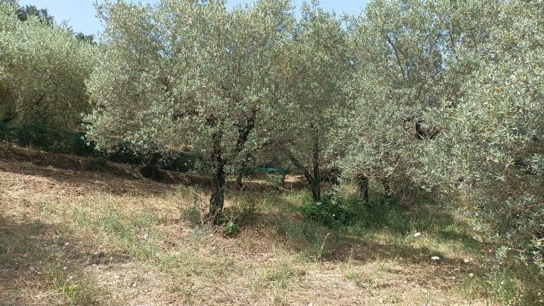 immagine annuncio 3 di 4