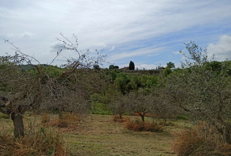 immagine annuncio 2 di 4