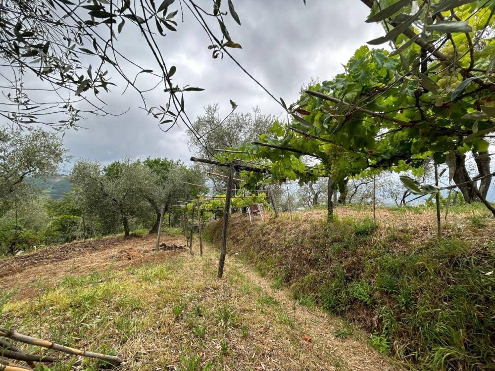 Terreno residenziale plurilocale in vendita a Trebiano - Terreno residenziale plurilocale in vendita a Trebiano