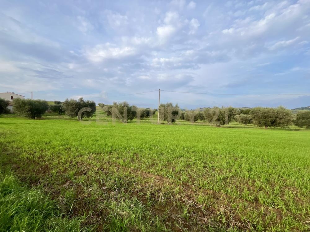 Terreno agricolo monolocale in vendita a grosseto - Terreno agricolo monolocale in vendita a grosseto