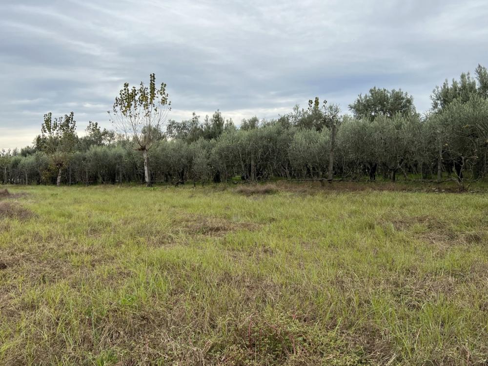 terreno agricolo in vendita a Capua