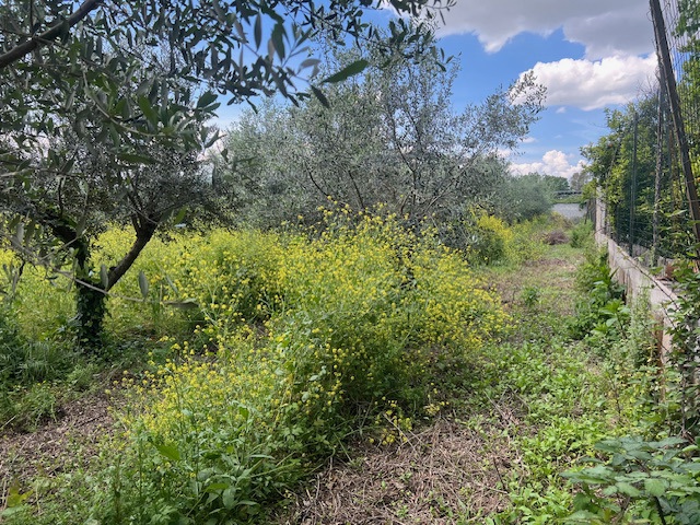 immagine annuncio 1 di 4