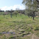 Terreno agricolo in vendita a Maltignano