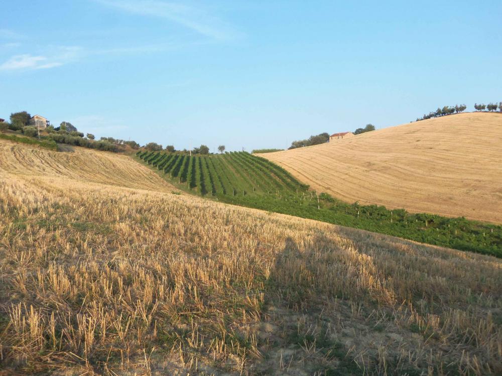 Terreno agricolo in vendita a Monsampolo del Tronto - Terreno agricolo in vendita a Monsampolo del Tronto