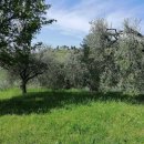 Terreno agricolo in vendita a Acquaviva Picena