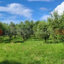 Terreno agricolo in vendita a cecina