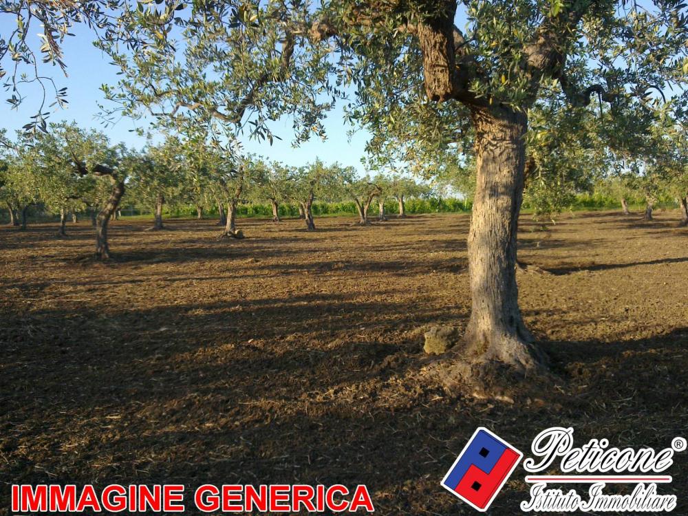 immagine annuncio 1 di 3