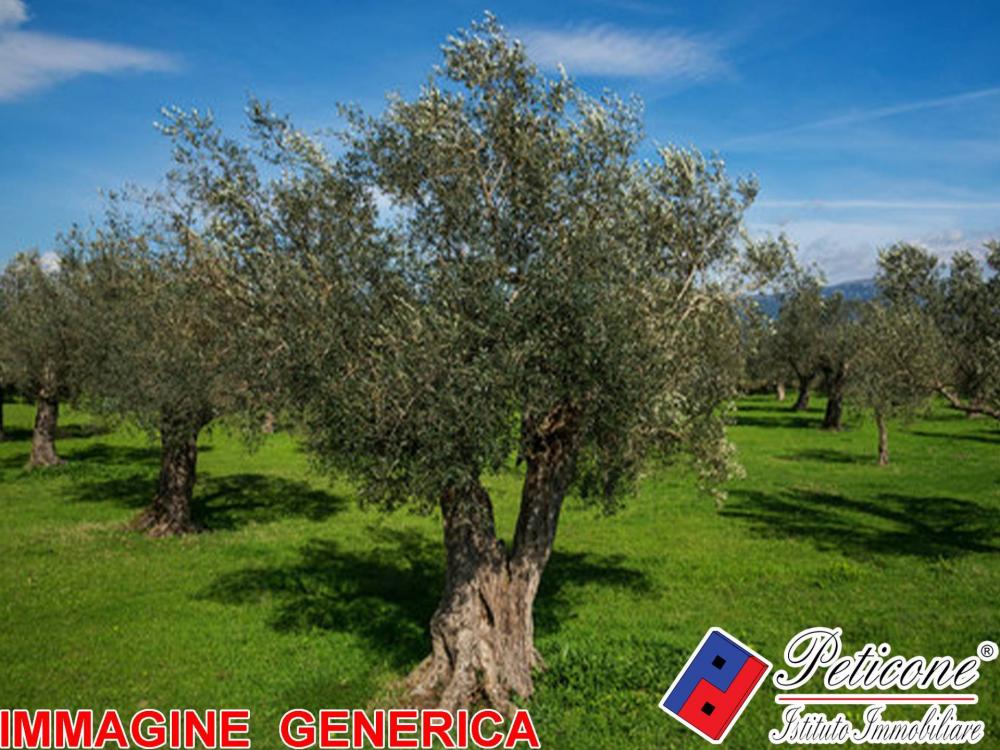 immagine annuncio 2 di 3