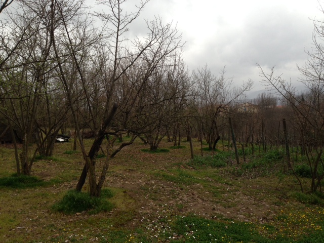 terreno agricolo in vendita a Capriglia Irpina