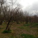 Terreno agricolo in vendita a Capriglia Irpina