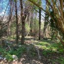 Terreno agricolo in vendita a Pietrastornina