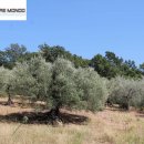 Terreno agricolo in vendita a San Giacomo degli Schiavoni