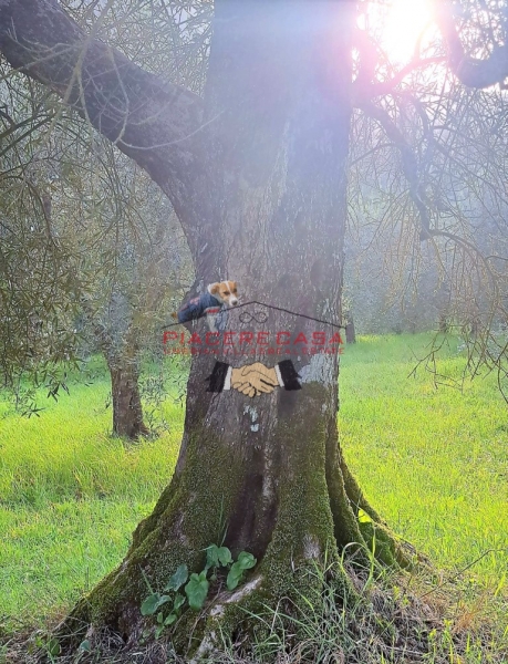 immagine annuncio 4 di 5