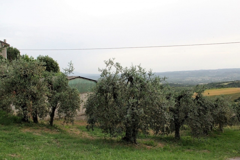 terreno agricolo in vendita a Montecchio