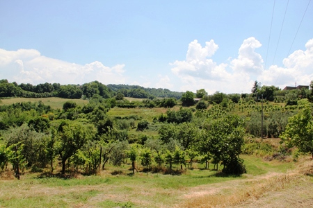 immagine annuncio 1 di 2
