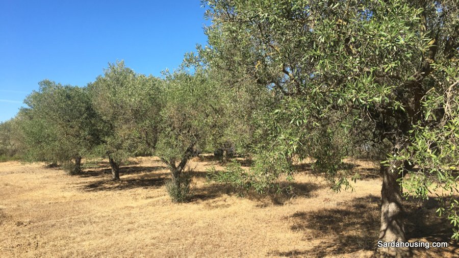 Oliveto conca e Linna in vendita a Soleminis Sardenga, Sardahousing - Terreno agricolo in vendita a soleminis