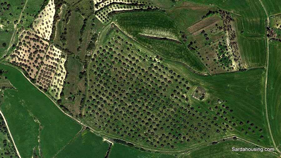 Grande Oliveto in produzione a Villanovafranca - Terreno agricolo in vendita a villanovafranca