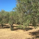 Oliveto conca e Linna in vendita a Soleminis Sardenga, Sardahousing