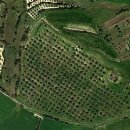 Grande Oliveto in produzione a Villanovafranca
