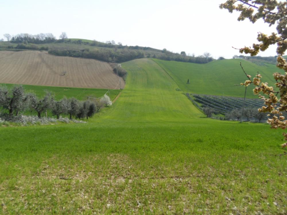 terreno agricolo in vendita a Acquaviva Picena