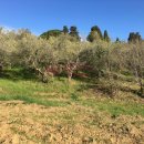 Terreno agricolo in vendita a Livorno