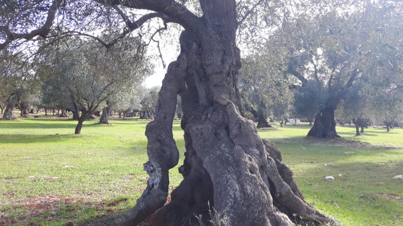 immagine annuncio 3 di 5
