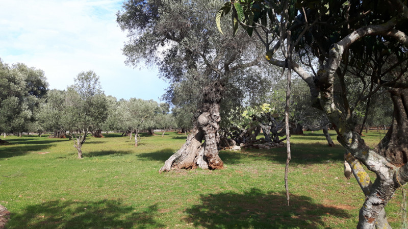 immagine annuncio 4 di 5