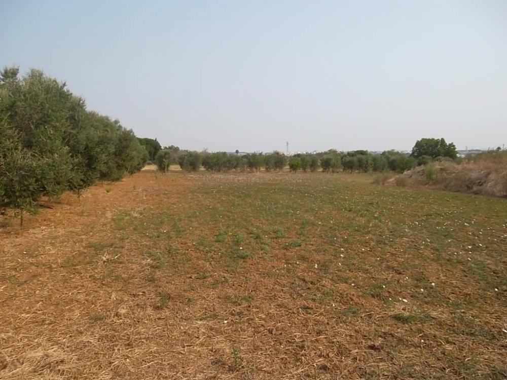 983d5e2bb37c4a3f4cdd94e8e15b7719 - Terreno agricolo in vendita a Casarano