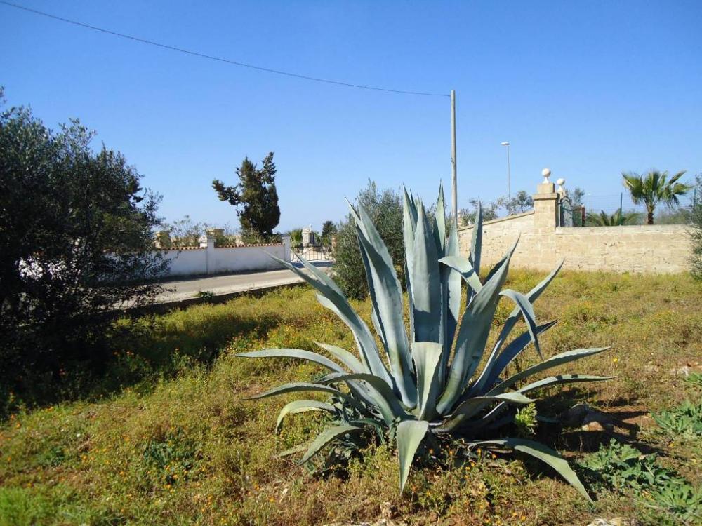 f6bc551eaae9f07e6c7724d6e8b10a6c - Terreno agricolo in vendita a Taviano