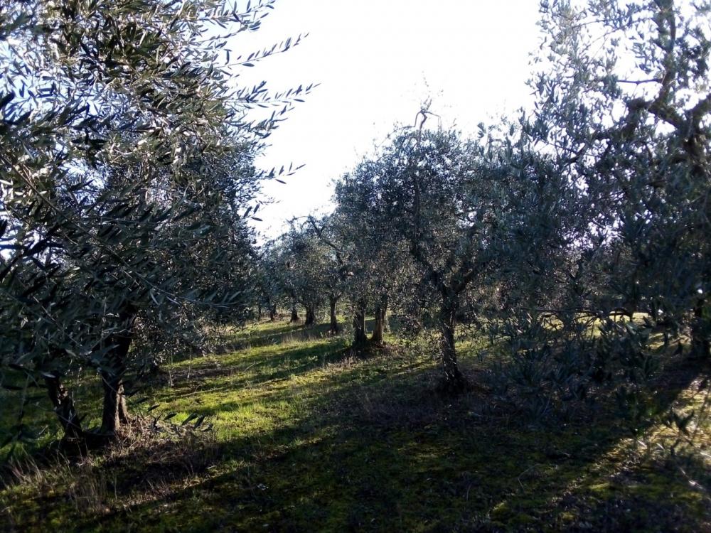 immagine annuncio 1 di 3