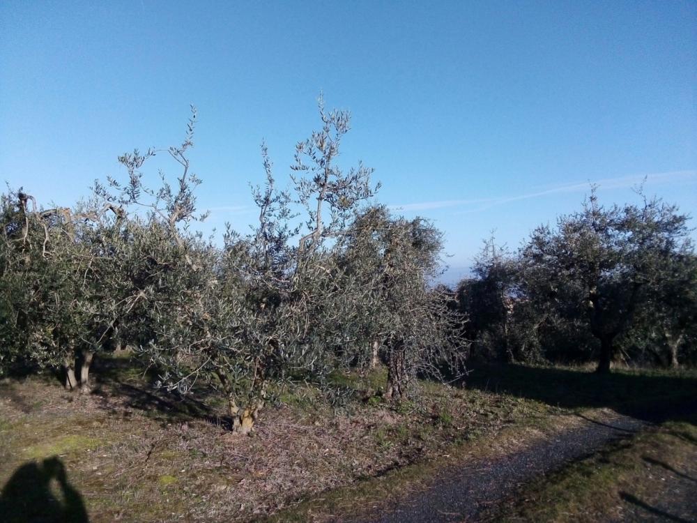 immagine annuncio 2 di 3